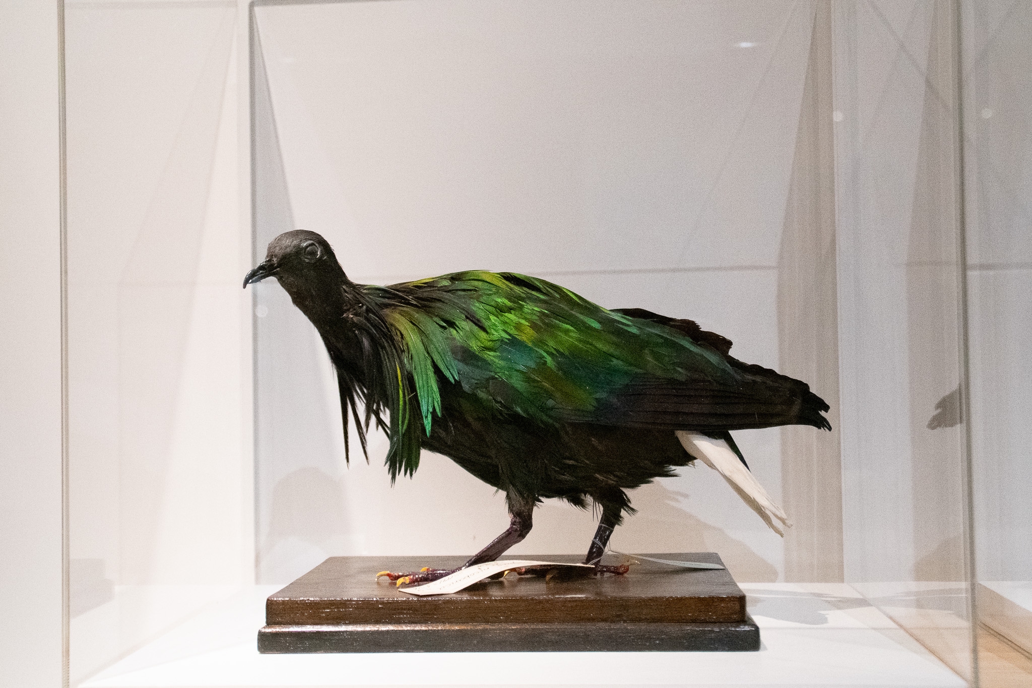 国立科学博物館 特別展『鳥』で剥製をいっぱい見てきたよ！ | 鱗音