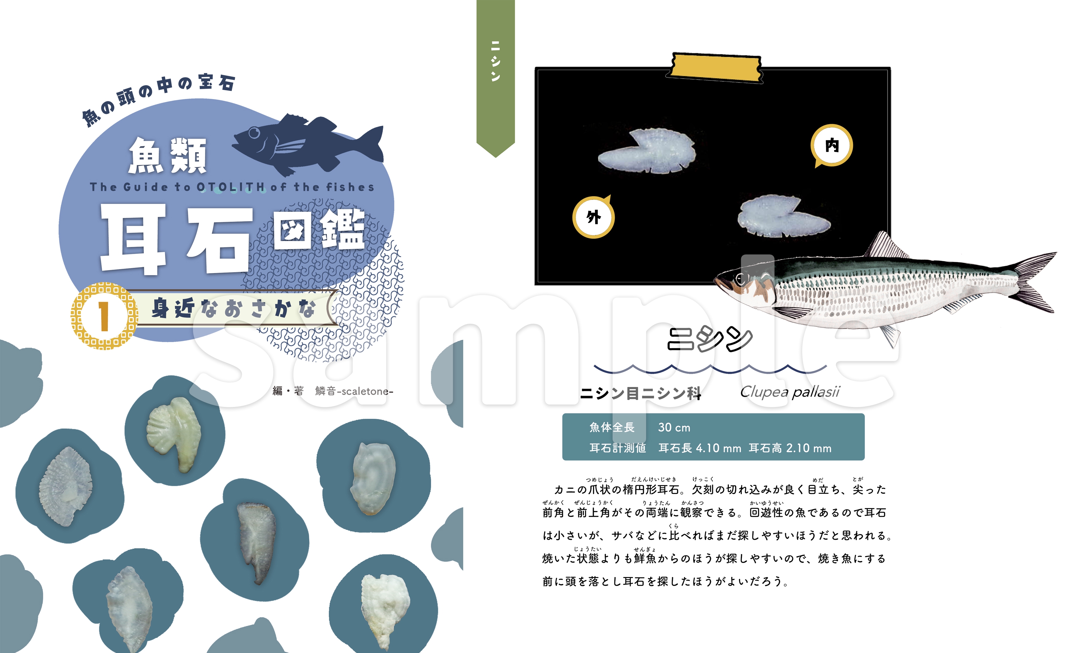 魚類耳石コレクション 42種類 魚類耳石コレクション 42種類