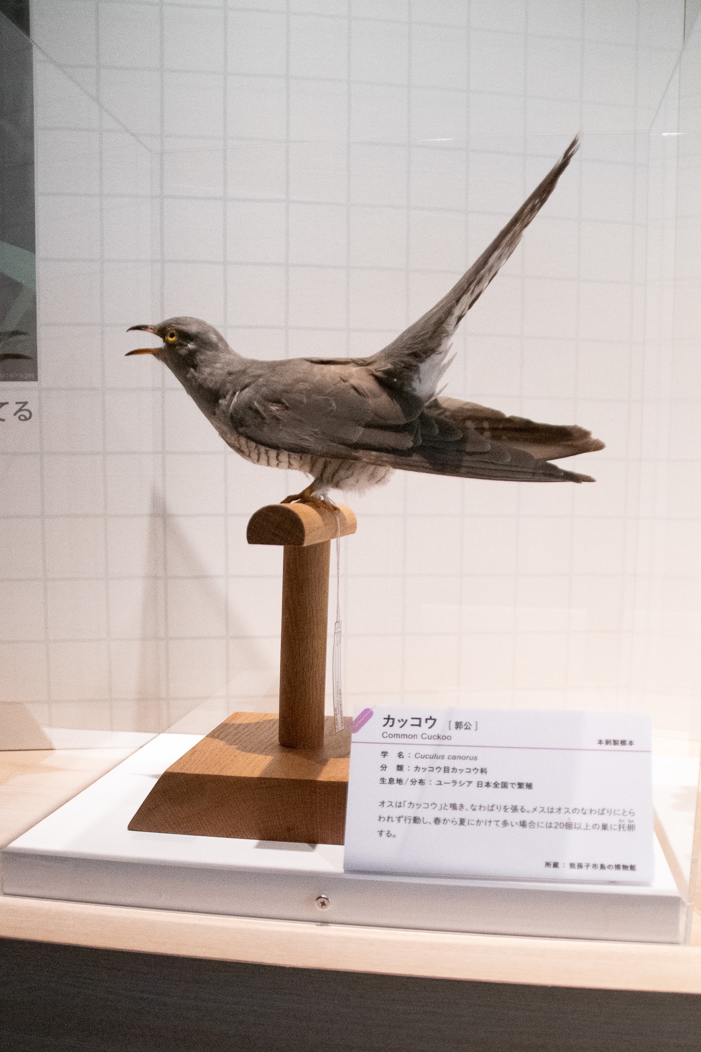 国立科学博物館 特別展『鳥』で剥製をいっぱい見てきたよ！ | 鱗音