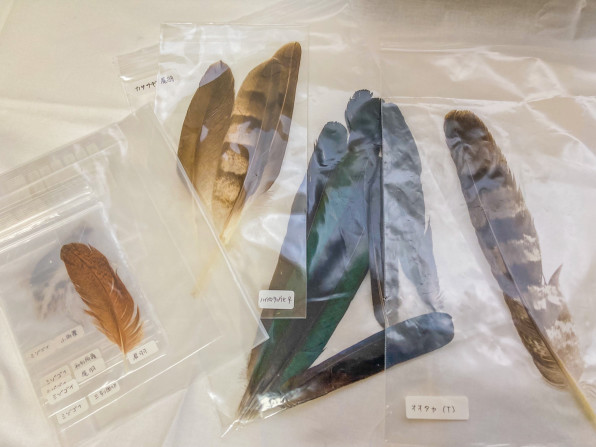 剥製標本の作成を始めたきっかけ 鱗音 Scaletone 剥製標本の作成を始めたきっかけ 鱗音 Scaletone