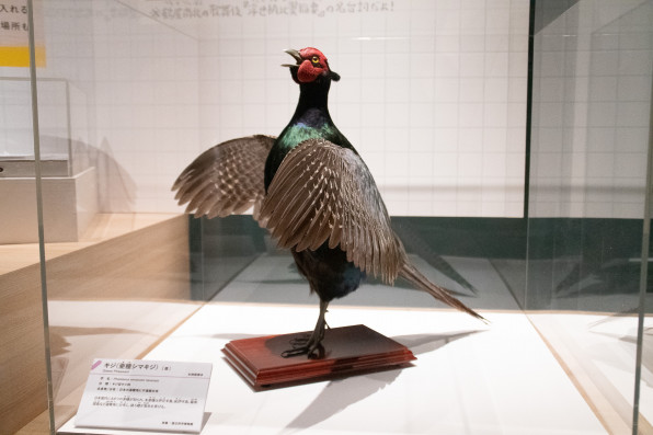 国立科学博物館 特別展『鳥』で剥製をいっぱい見てきたよ！ | 鱗音 