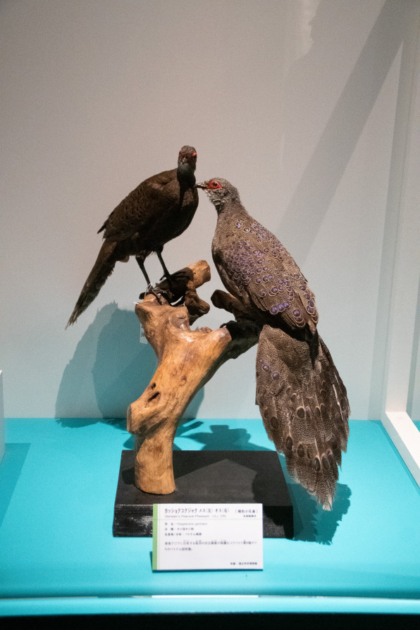 国立科学博物館 特別展『鳥』で剥製をいっぱい見てきたよ！ | 鱗音 