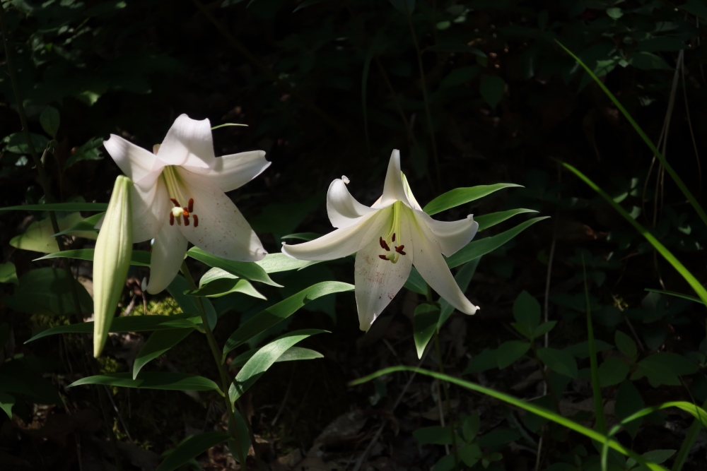 山門水源の森 | フォトハンターホームページ