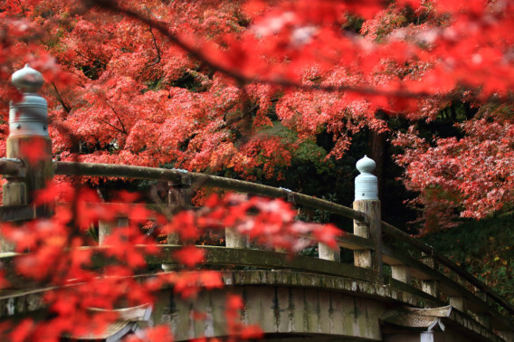 岡崎東公園の紅葉 フォトハンターホームページ