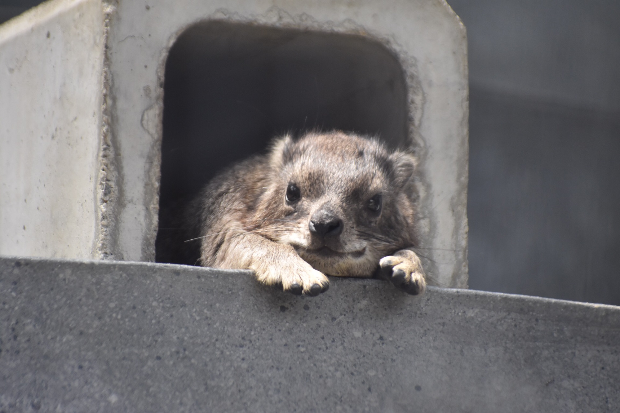 京都市動物園 どうぶつえんうぉーかー