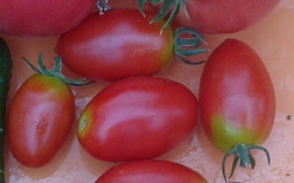 種なしイチゴ開発 彡 苺の きむら農園ブログ