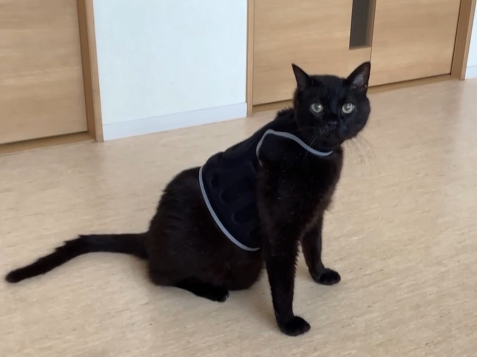 猫が着るだけでピタリと止まる⁉︎不思議なチョッキを紹介します！