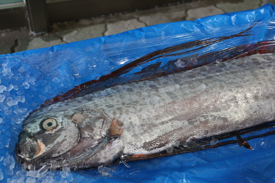 リュウグウノツカイ バッキー S 残日録