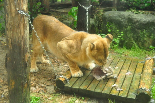 動物園のライオンに駆除の個体を餌として与えるというアイデア 北海道猟友会 旭川支部