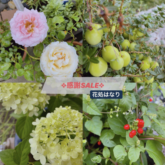 期間限定 感謝sale開催 水戸市平須町 水戸花屋 花処はなり 古き良きもの ドライフラワー 生花 古道具 鉢物 苗物 季節のお花 夏 花処はなり 水戸市平須町 花屋 古き良きもの