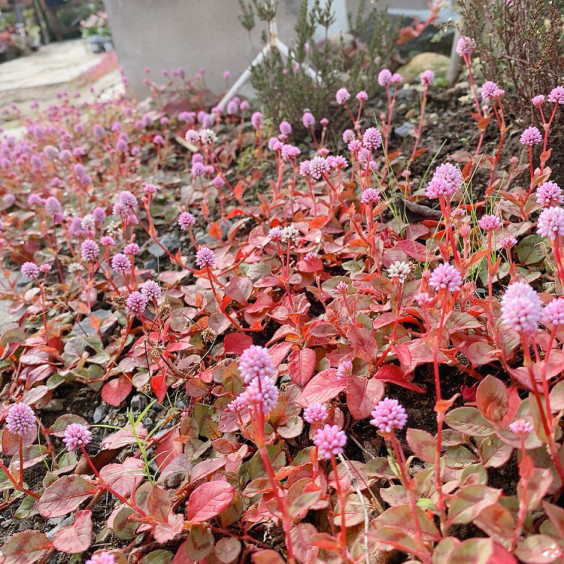 11月の営業について 水戸花屋 生活雑貨 イベント出店 生花 アレンジメント 花束 ドライフラワー 古道具 花処はなり 水戸市平須町 花屋 古き良きもの