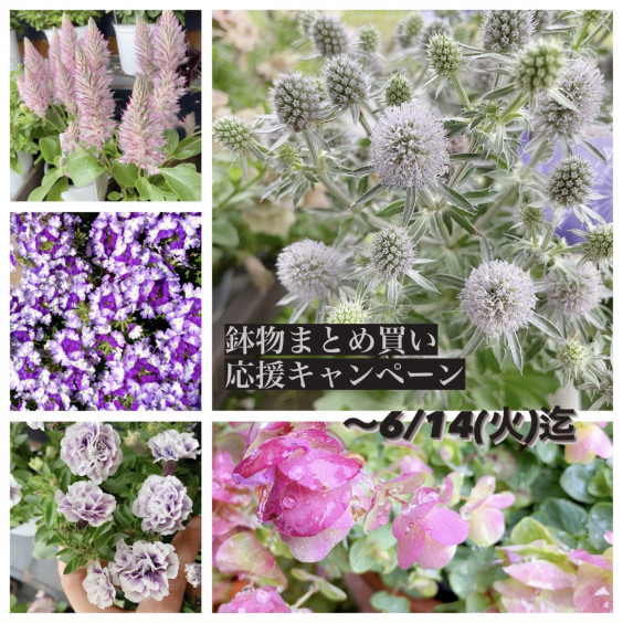 紫陽花fair 6月の催し 花処はなり 水戸花屋 アレンジメント 花束 生花 鉢物 ウエディング 古道具 花処はなり 水戸市平須町 花屋 古き良きもの