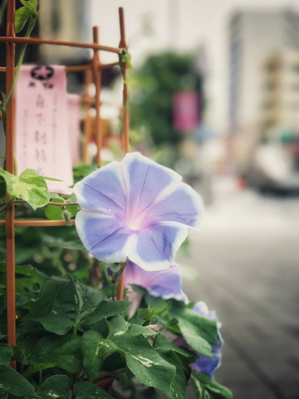 凛として花一輪 和三百四十五 Ahane 凛として花一輪 和三百四十五 Ahane