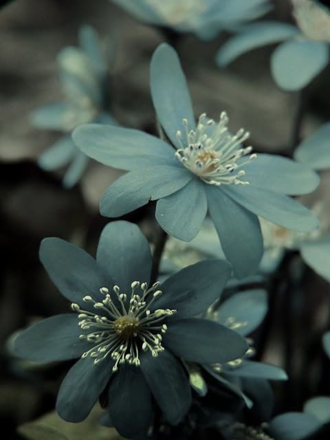 凛として花一輪 和四百十ニ Ahane 凛として花一輪 和四百十ニ Ahane