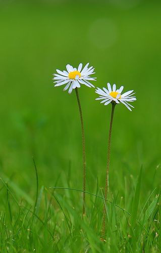 凛として花一輪 和六百十三 Ahane