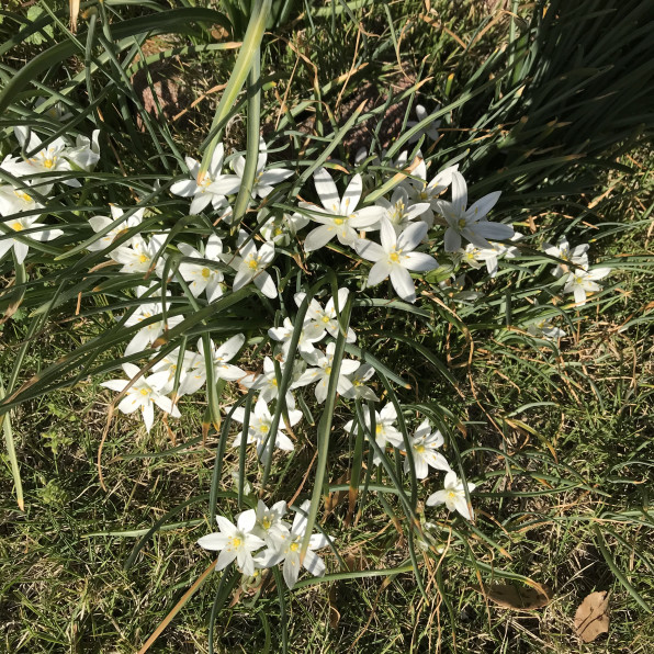 春の草花 その船にのって