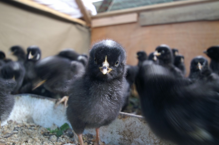 庭先養鶏はじめました4／よしのももこ | その船にのって