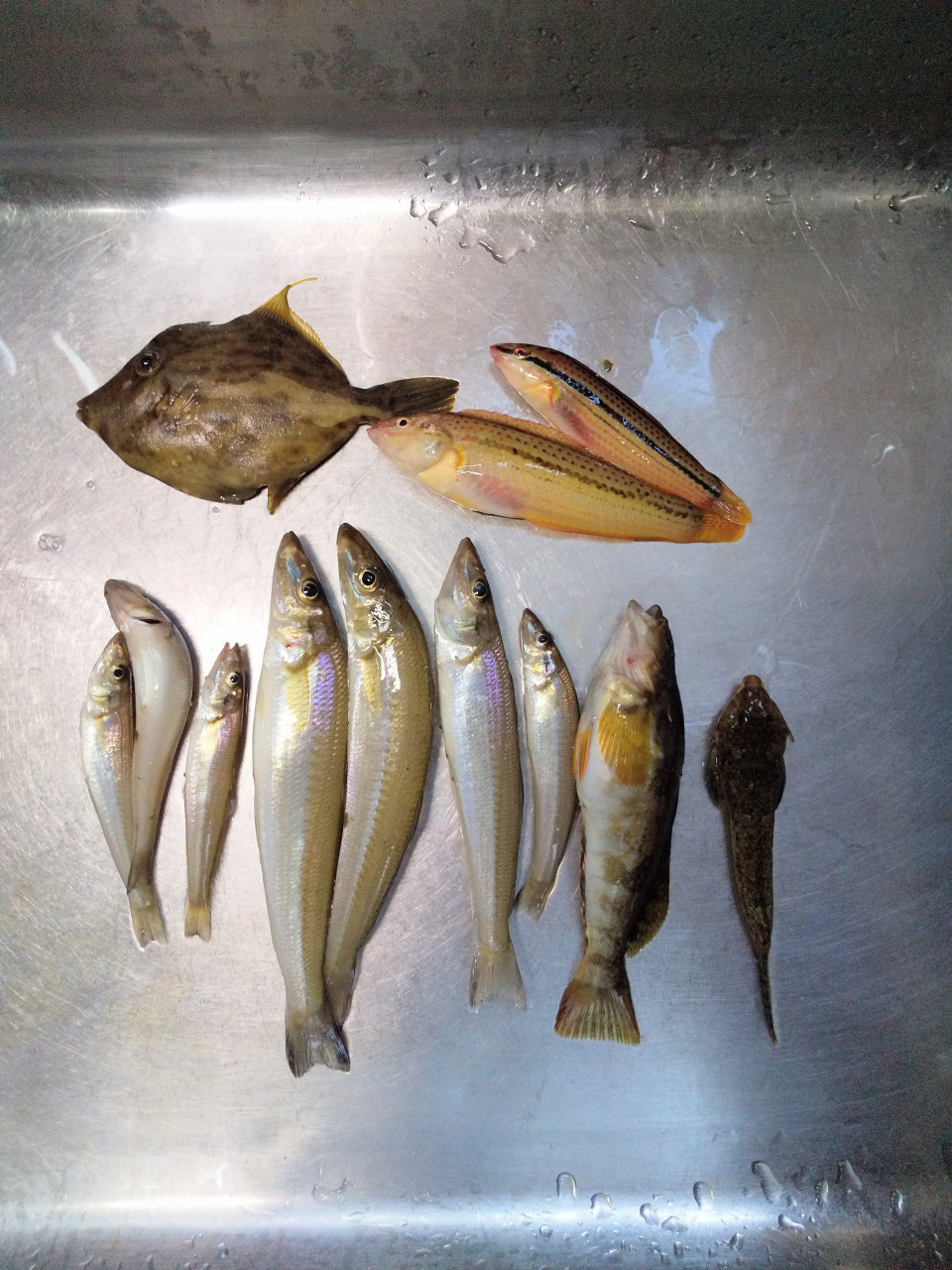 小豆島 本 通信4 小豆島おさかな今昔 田山直樹 その船にのって 小豆島 本 通信4 小豆島おさかな今昔 田山直樹 その船にのって