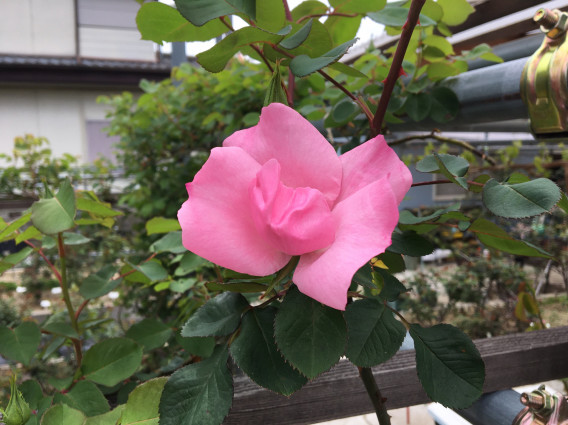 バラの消毒 K S Garden バラの消毒 K S Garden