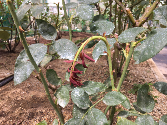 新しい灌水装置で水撒きです K S Garden 新しい灌水装置で水撒きです K S Garden