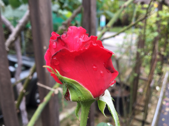 バナナの様子 K S Garden