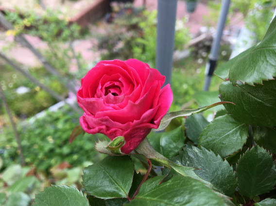 バラの消毒 K S Garden バラの消毒 K S Garden