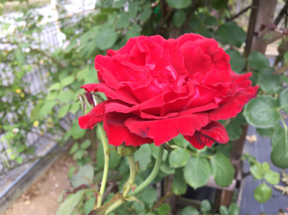 ガーデンiのバラの消毒 K S Garden ガーデンiのバラの消毒 K S Garden