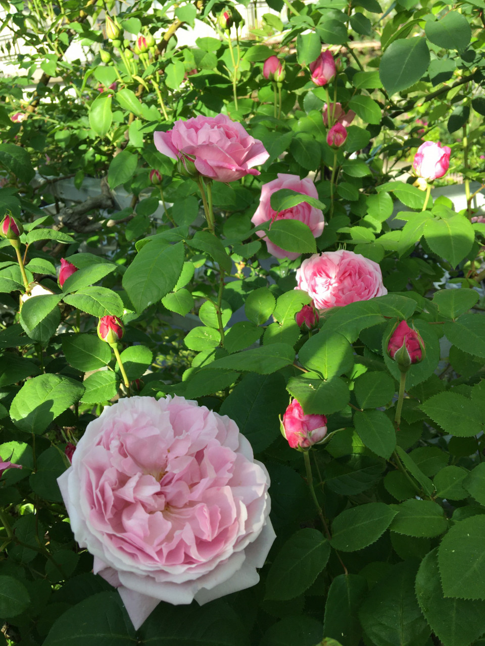 今日のバラ K S Garden 今日のバラ K S Garden