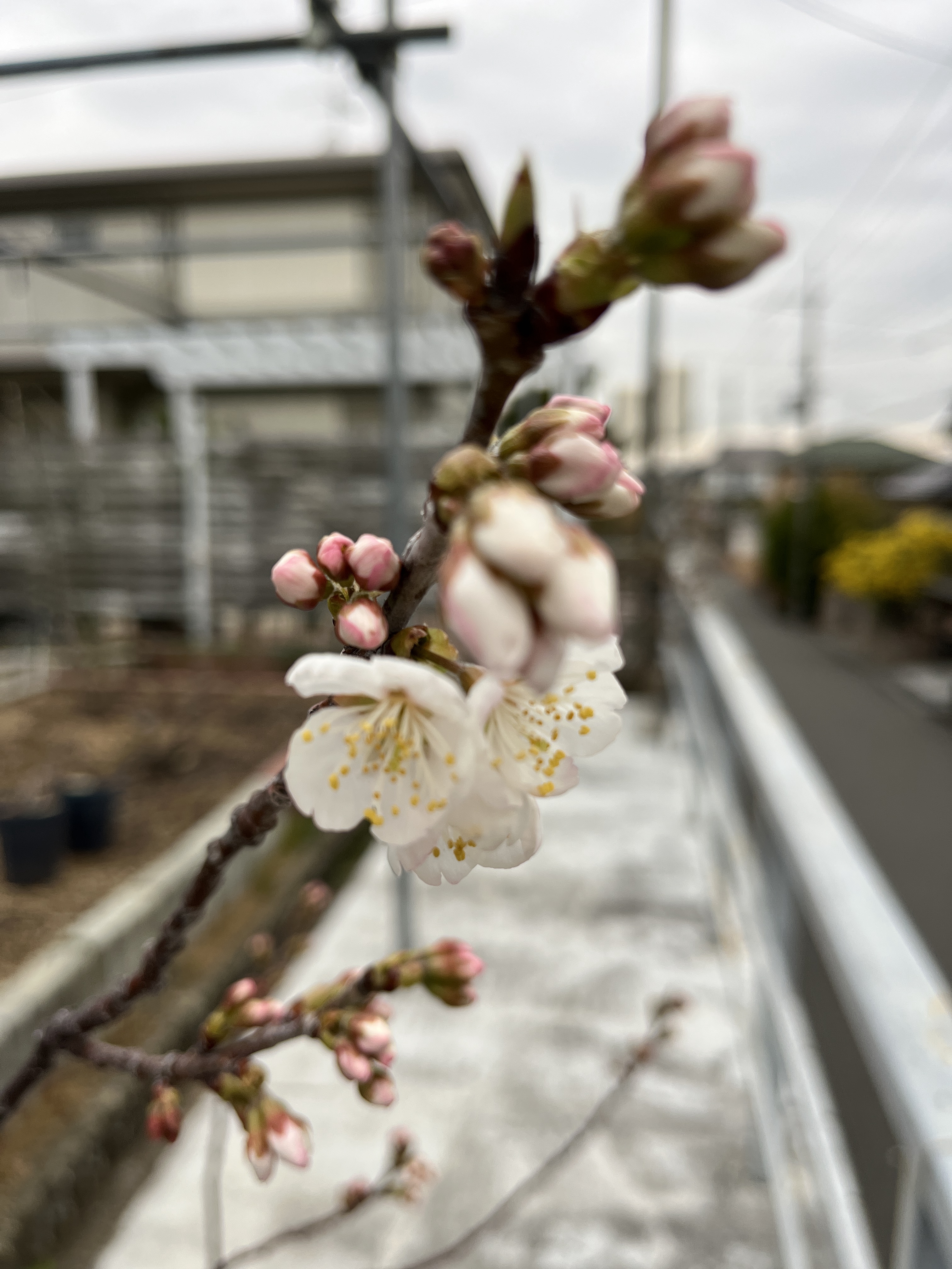バラはまだですが... | K's Garden