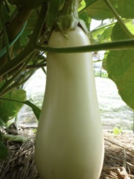 茄子がeggplantであるワケは 幸せ創る 和のナチュラル薬膳