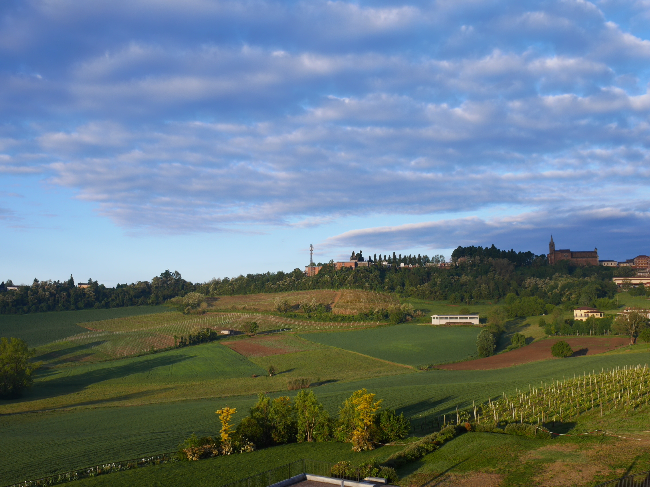 イタリア・ピエモンテ州、ランゲ・ロエロ・モンフェラート地方のブドウ畑の風景・1 いばりこぶた's WORLD