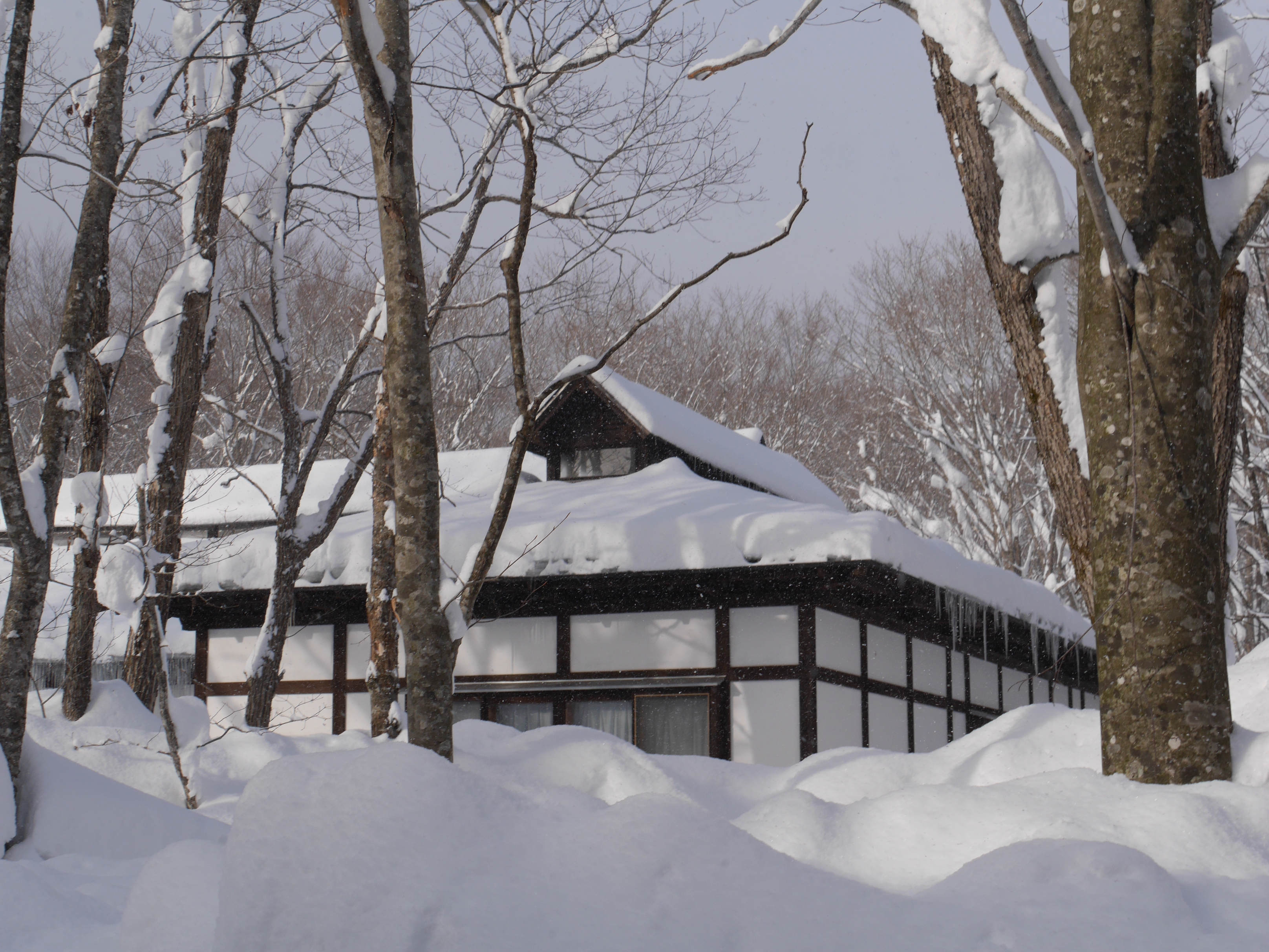 雪の降る朝の赤 2月下旬、風花が煌めく雪の秋田・乳頭温泉郷；1日目 | いばり