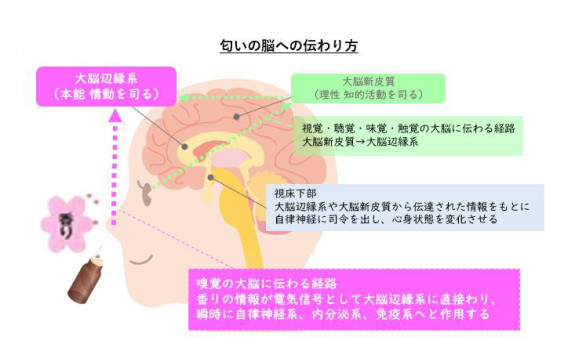 嗅覚について 香りのライフチェンジメソッド 嗅覚について 香りのライフチェンジメソッド