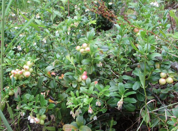 リンゴンベリー 小田切の妖精 エルダーフラワーの里