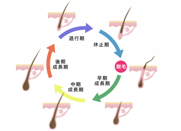 美容師が教える女性の気になる抜け毛の効果的な予防と対処法 Period