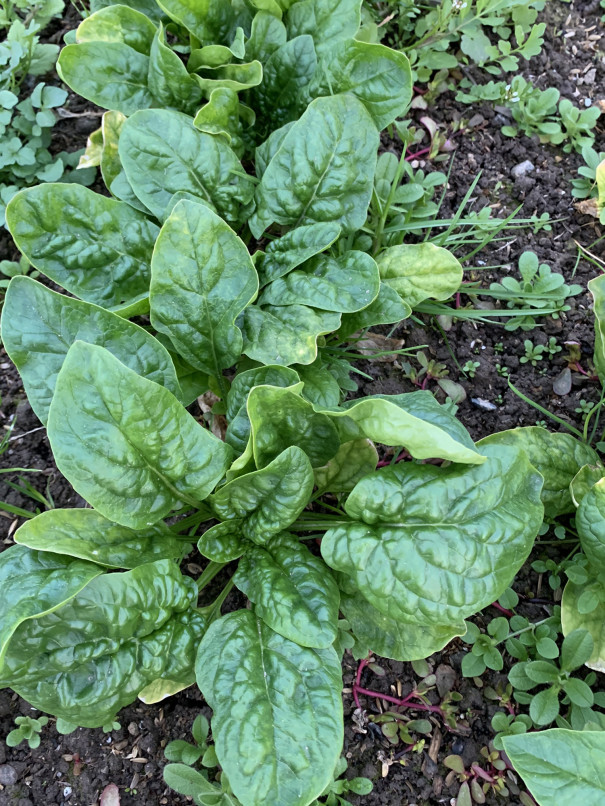 すっかり冬空 頑張れ野菜 ハコ畑