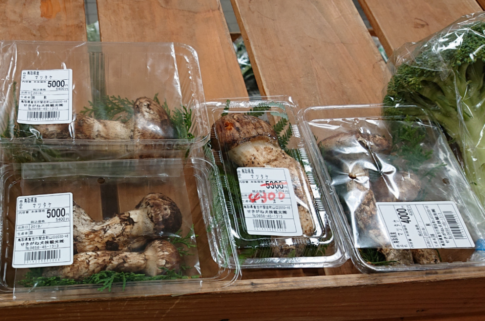 松茸　T.O様用 松茸 (Tricholoma magnivelare) - Picture Mushroom