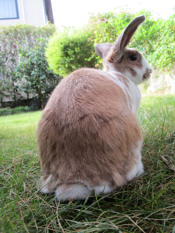 サタデーおはうさモーニング 9 30 Sat おはうさモーニング