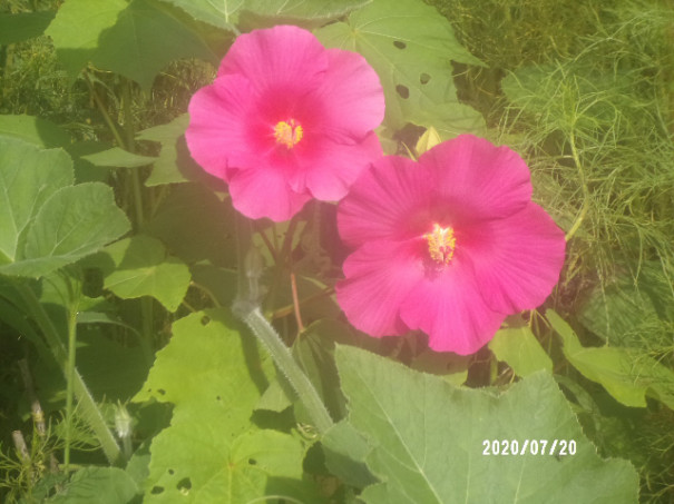 これもアメリカ芙蓉です Rs ファーム 花 これもアメリカ芙蓉です Rs ファーム 花