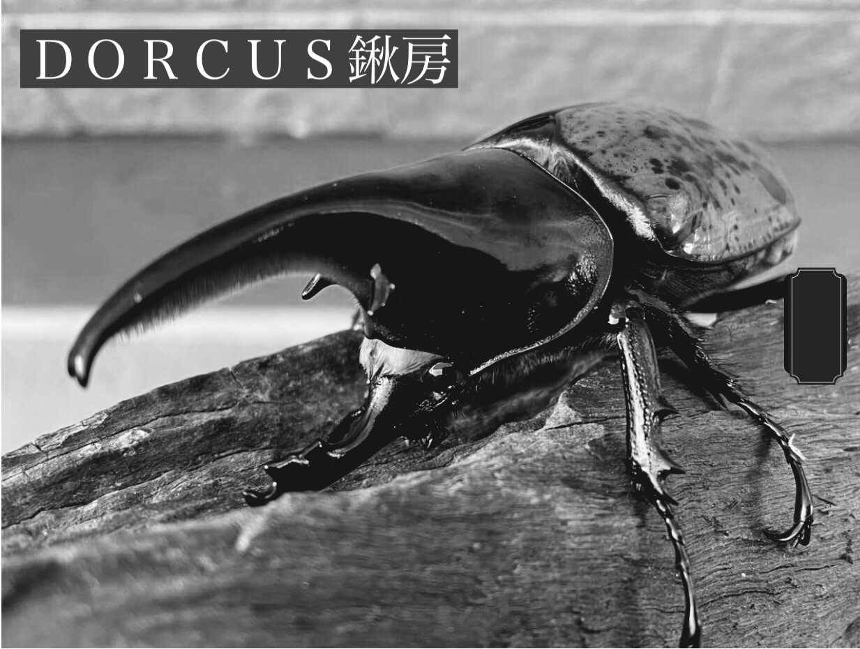 野外品 マヤシロカブト 頭角がオノ状に発達したカッコいい個体 標本