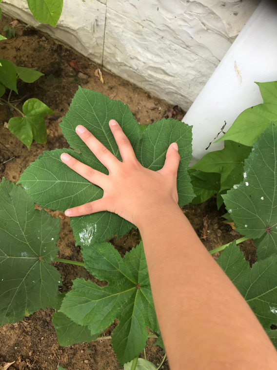 オクラの花をご存知ですか カラチ日本人学校
