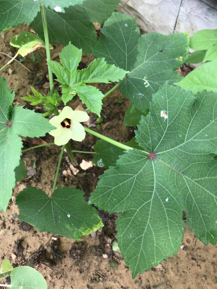 オクラの花をご存知ですか カラチ日本人学校