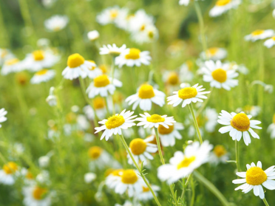 カモミールの芽が出てきました Yuimachi