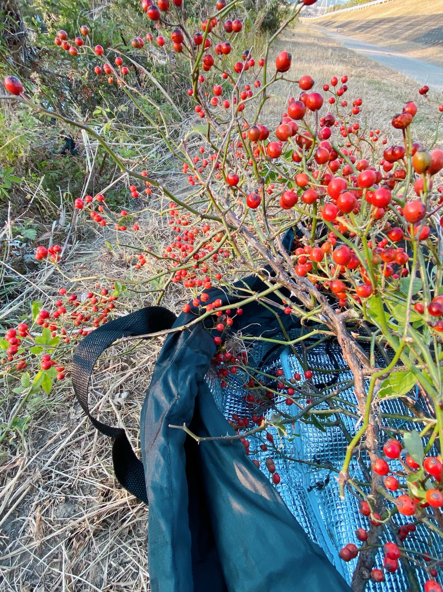 42bf7ca211a75bcb5fbdcdb8d3c235