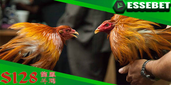 Situs Lokasi Bermain S128 Judi Ayam Peru Terbaik Essebetting88