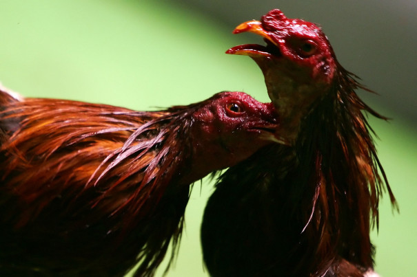 Ternak Ayam Aduan Di Bali