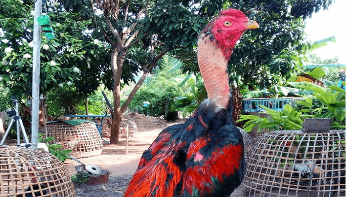 Nilai Plus Dari Ayam Vietnam Di Arena Sabung Ayam S128 S128 Resmi Sabung Ayam Dari Negara Filipina Zeusbola