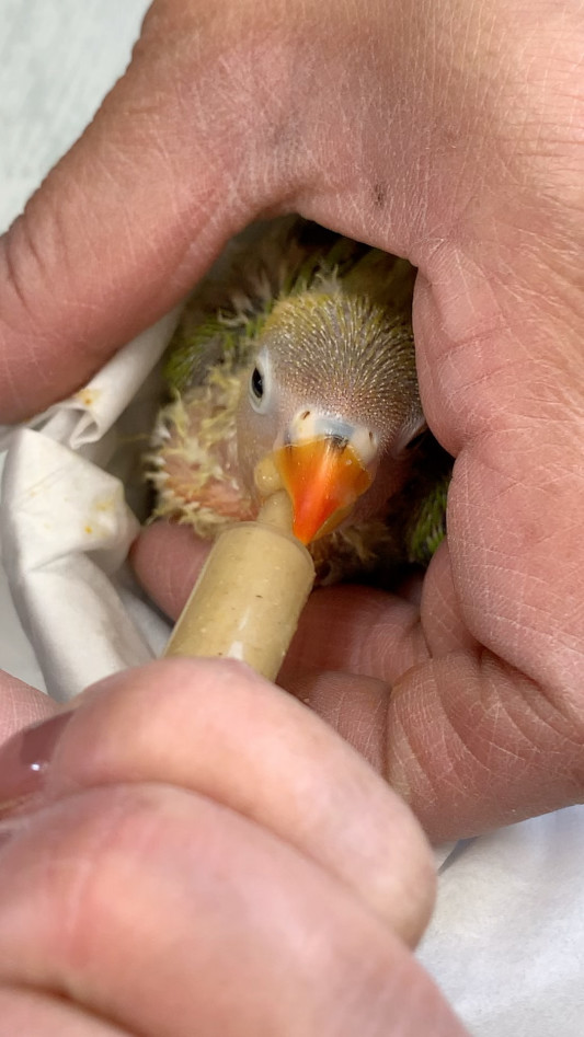 お迎え第1号 ボタンインコ雛ちゃん Flap Bird