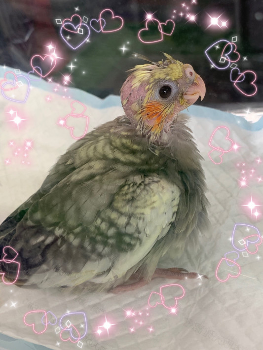 3号ちゃんお迎えです Flap Bird 3号ちゃんお迎えです Flap Bird