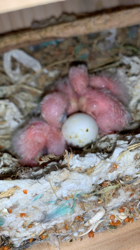 エクセル ボタンインコ巣 最新の激安